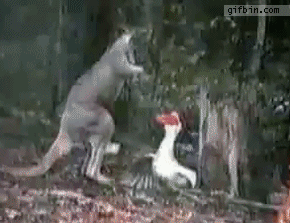 1365704394_kangaroo_vs_goose.gif