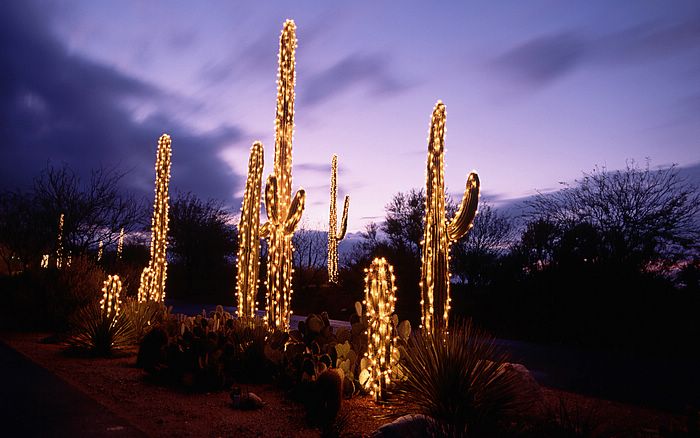 holidaylights15.jpg