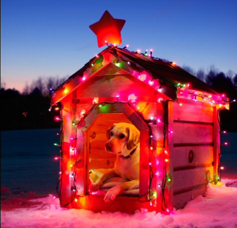 dogs-dressed-for-christmas-dog-house.jpg