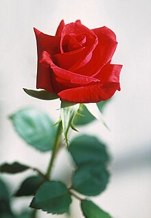 220px-Red_rose.jpg