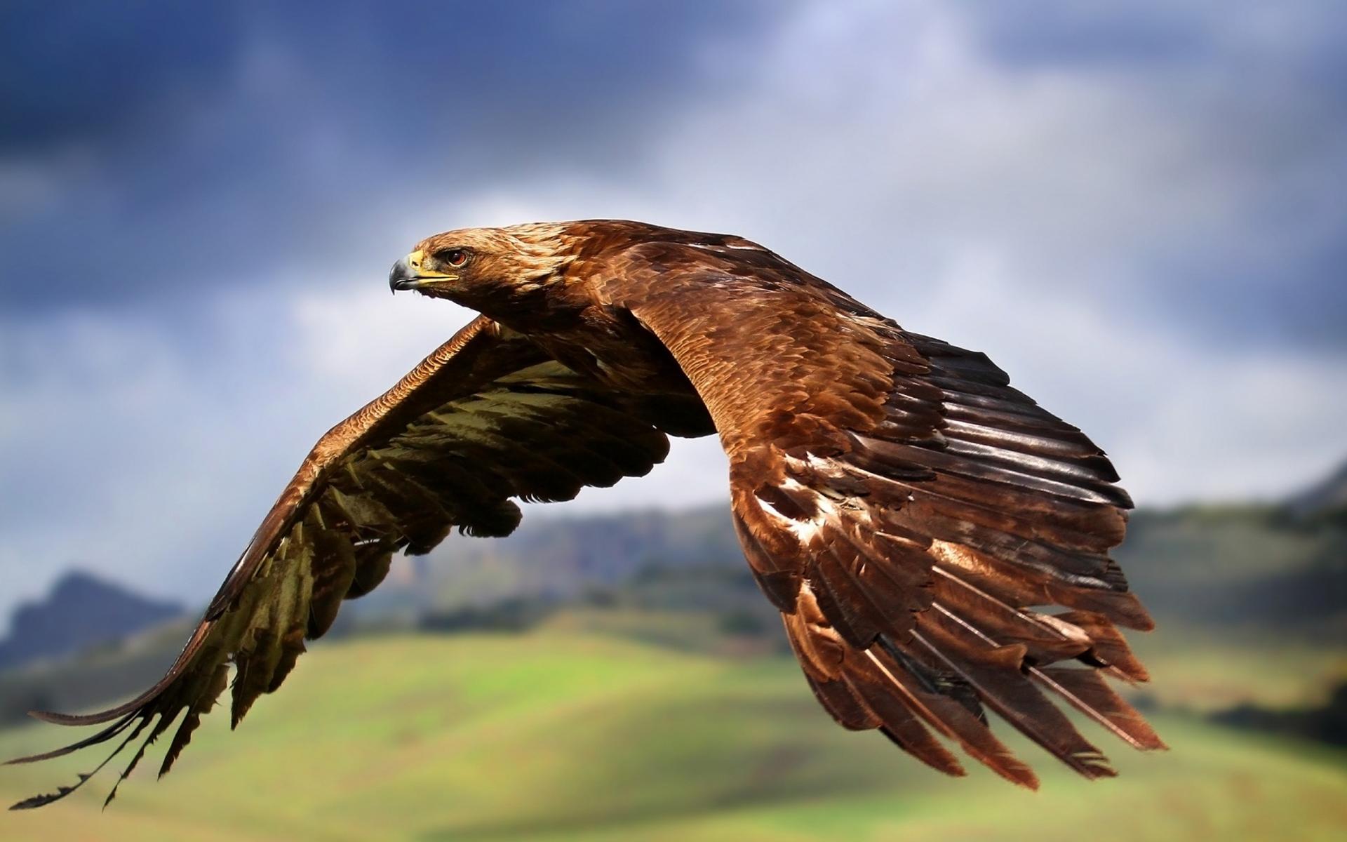 golden-eagle-flying-wallpaper.jpg