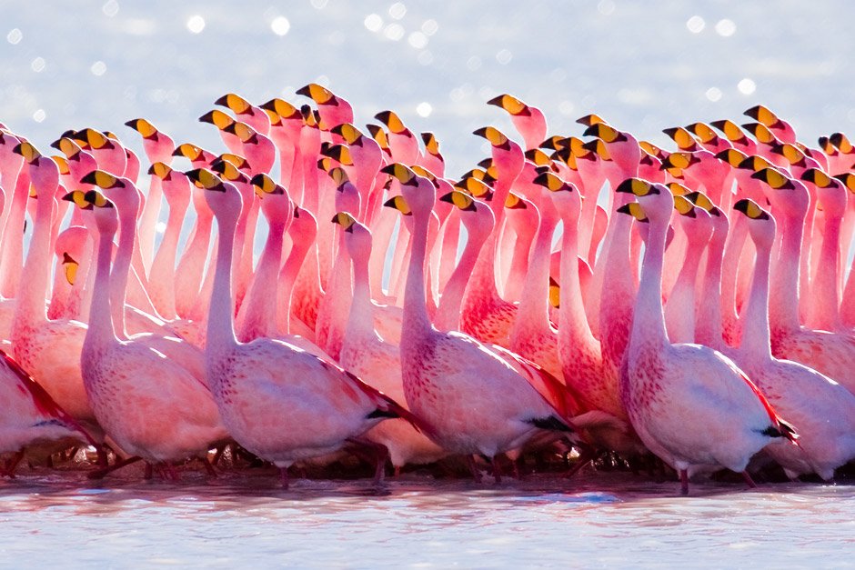 pink-flamingos-birds.jpg