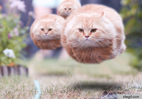 attention-people-of-earth-we-will-expurrminate-you1.gif