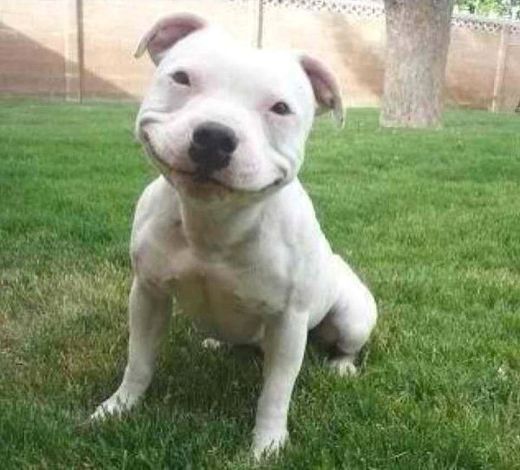 smiling_pit_bull_dog.jpg