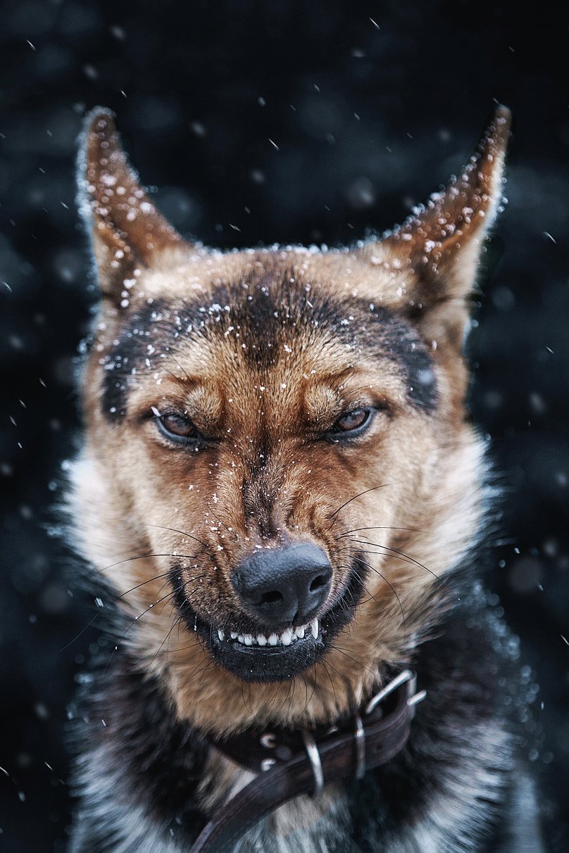anger-dog-aggressive-german-shepherd.jpg