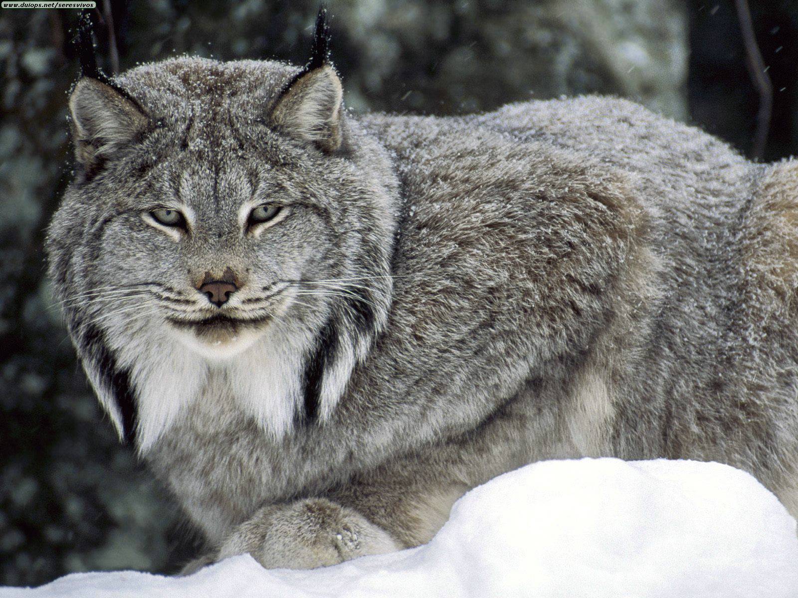 canadian-lynx.jpg