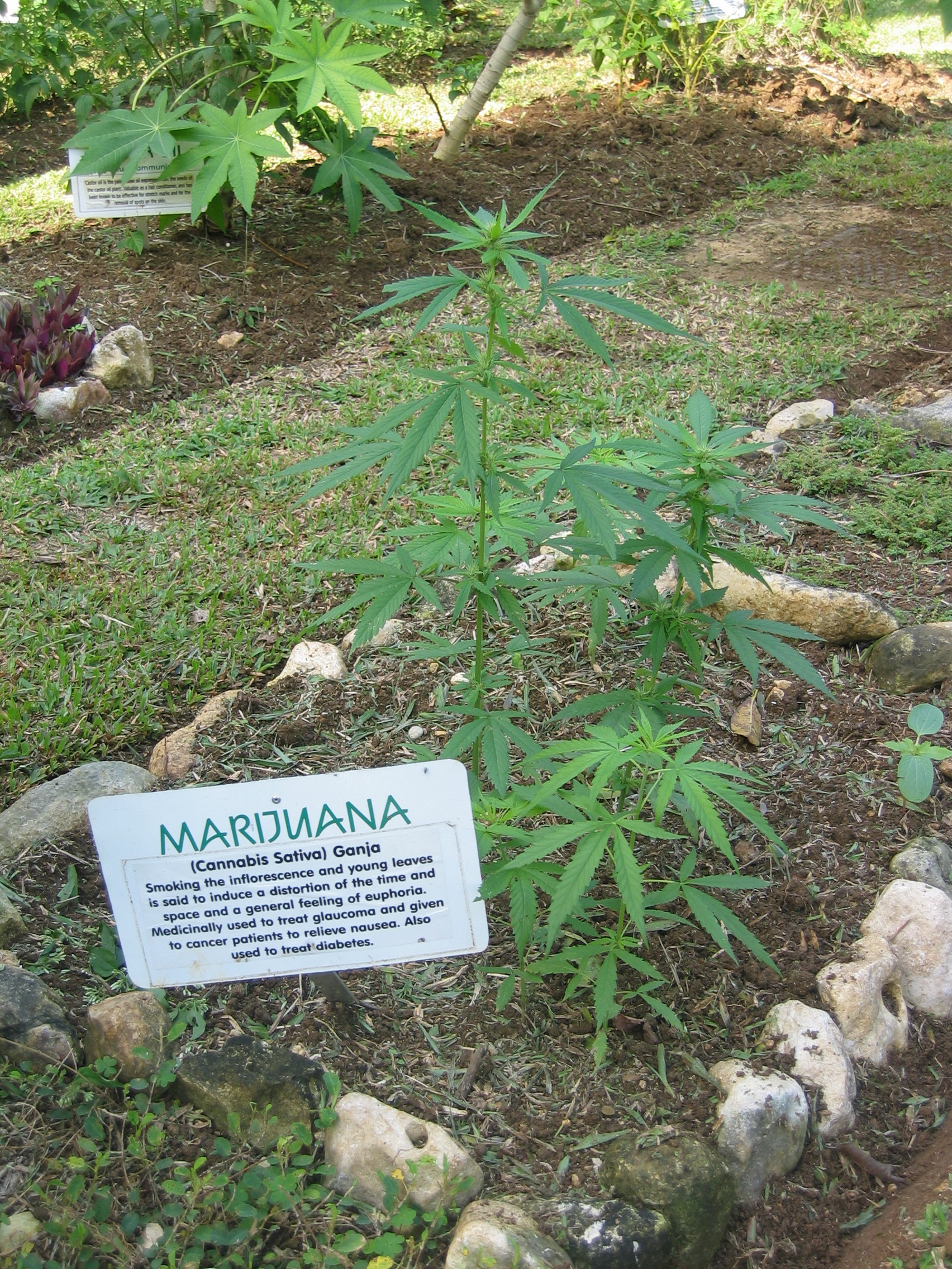 Jrb_2004_marijuana_plant_jamaica_001.JPG