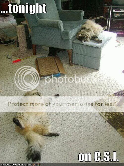 funny-pictures-csi-sleeping-cats.jpg