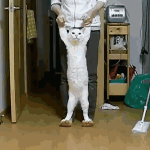 kDFfS.gif