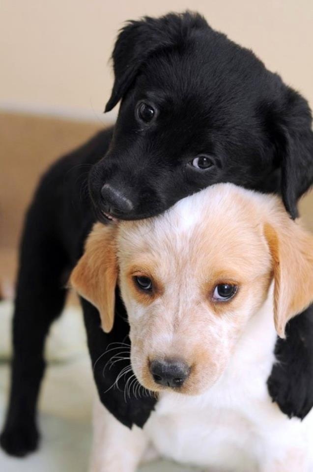playful-lab-puppies.jpg