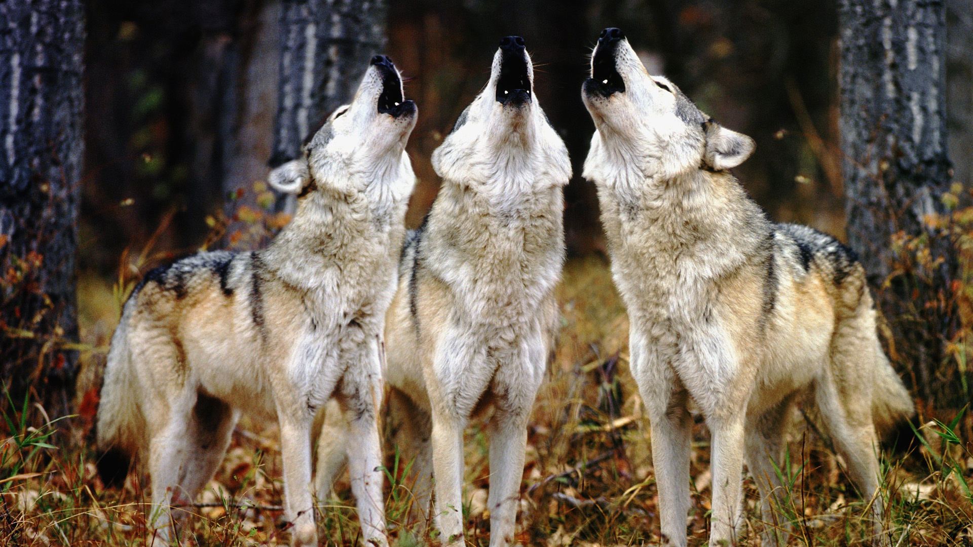 wolf-pack_goodwp-com_21686.jpg
