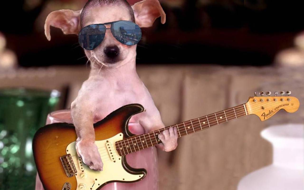 Guitar-Star-chihuahuas-15897339-1280-800.jpg