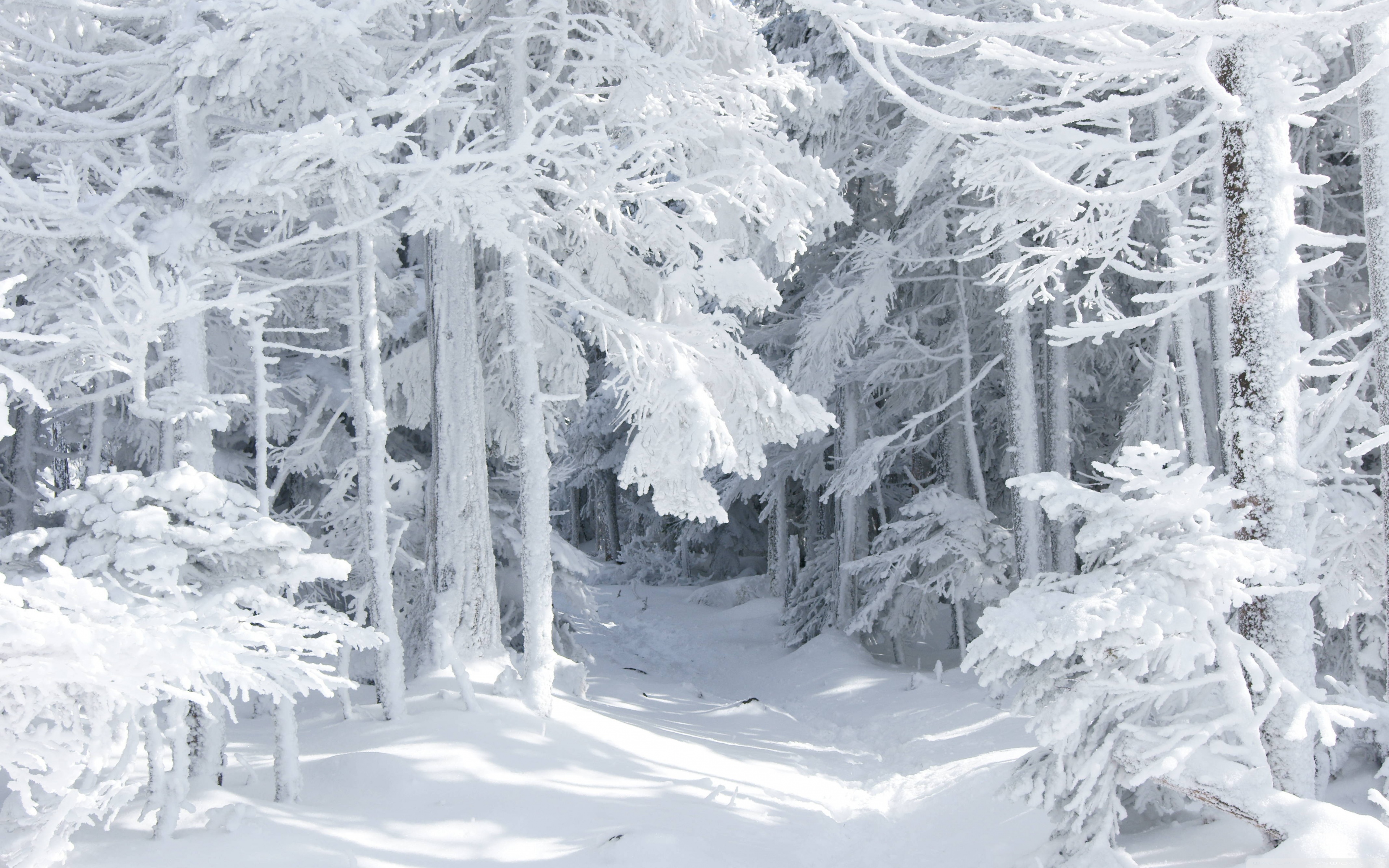 Winter_Snow-white_wood_036194_.jpg