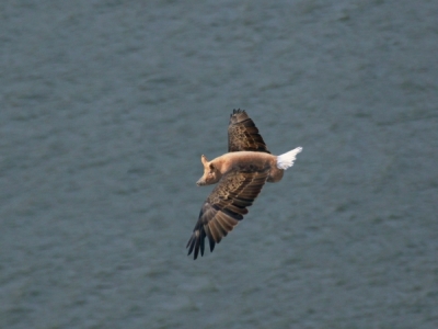 flying-pig-400x350.jpg
