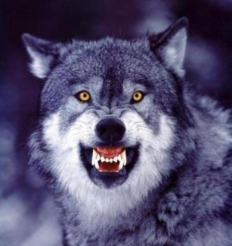 Wolf.jpg