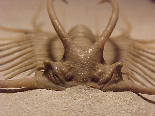 russia-trilobite001b.jpeg