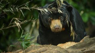_89617694_sunbearsatchesterzoo.jpg