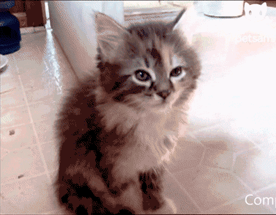 cat-gifs-sleepy.gif