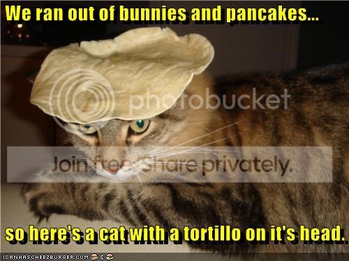 tortillacat_zps181bdf78.jpg