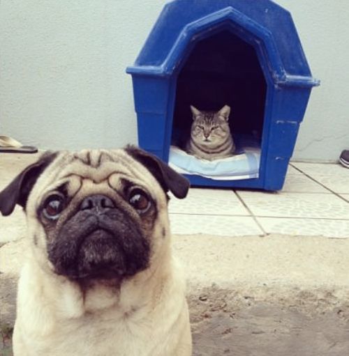 9ebiy-funny-animals.jpg