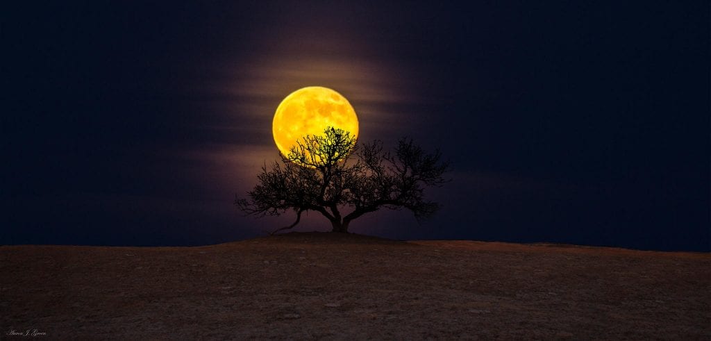 Tree-of-Wisdom-Aaron-J.-Groen.jpg