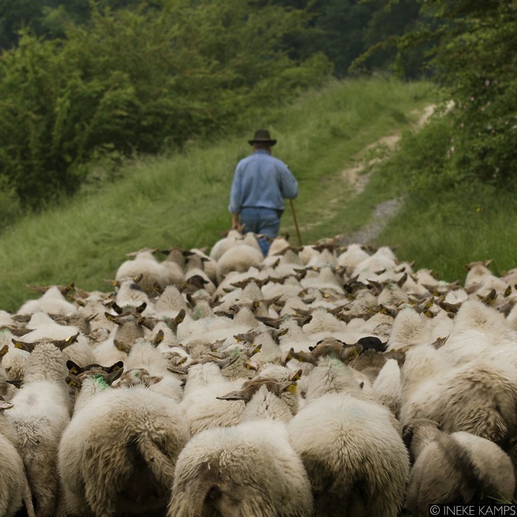 follow-the-leader.jpg