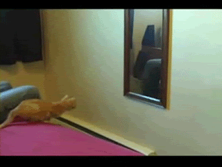Cat_vs_mirror.gif