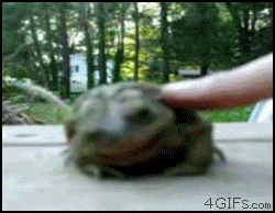 Frog-tickled-feels-good-man.gif