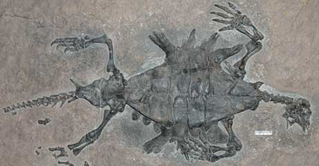 turtle4.article.jpg