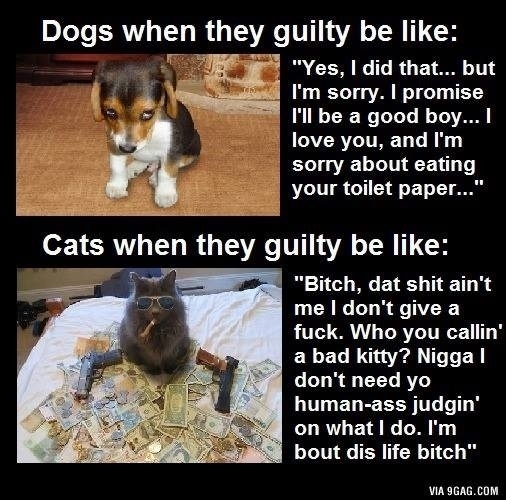 guilty-dogs-vs-guilty-cats-114677.jpg