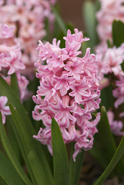hyacinthus_orientalis_pink_surprise_dp5624.jpg