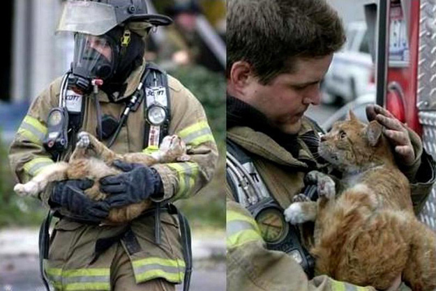 7vrz6-saving-cat-from-fire.jpg