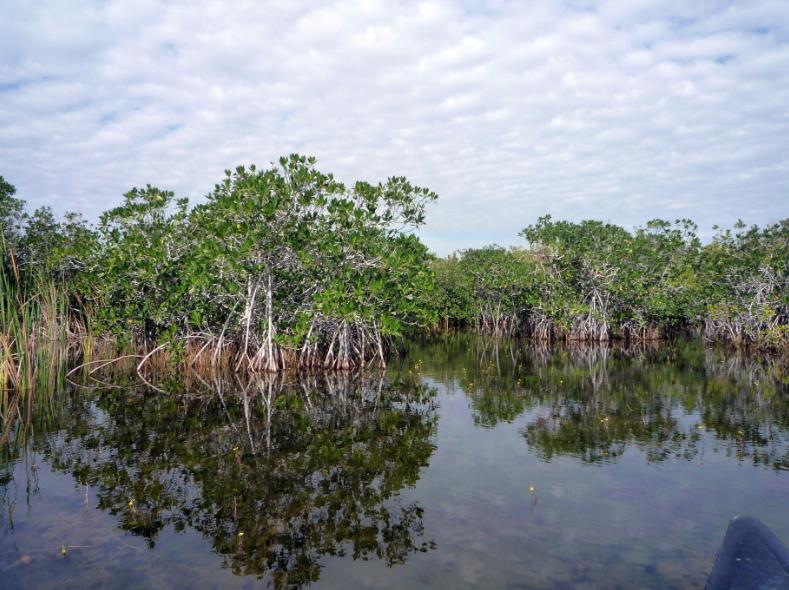 everglades-15.jpg