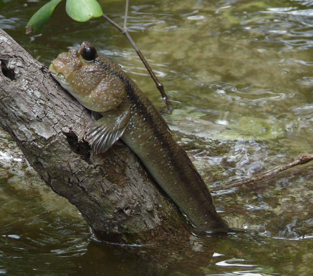 20090228-giant_mudskipper-scaled-10001.jpg