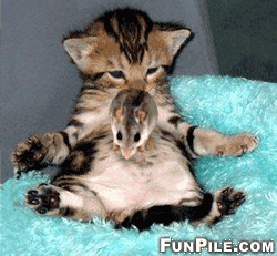 Cat__Mouse_animated.gif