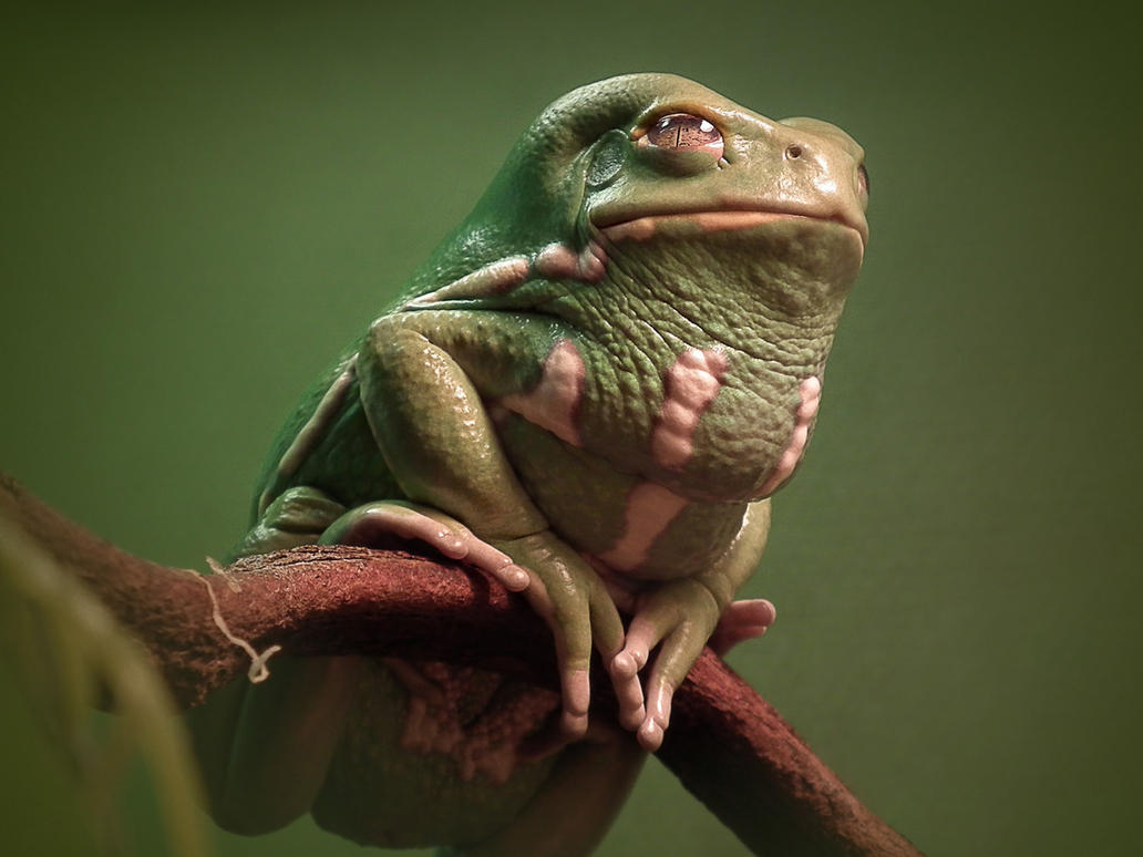 waxy_monkey_frog_by_ktalbot-d70213k.jpg