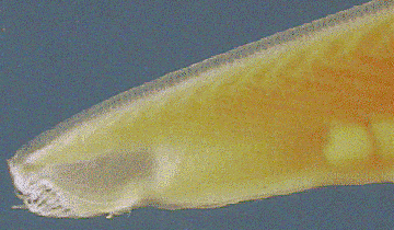 branchiostoma1.gif