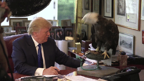 trump-eagle.gif