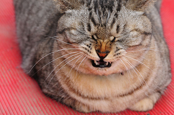 funny-cats-sneezing-19.jpg