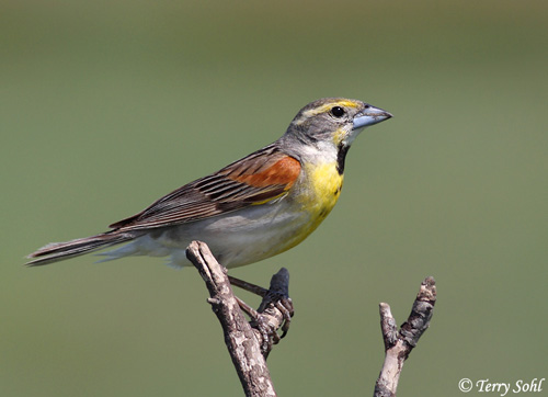 Dickcissel.jpg