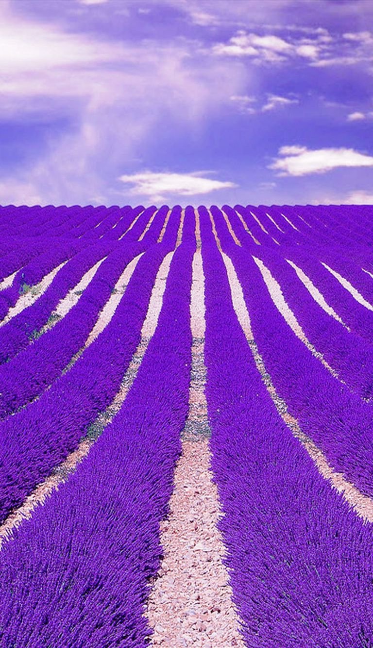 Lavender-Fields-France.jpg