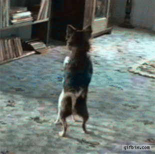1368552501_chihuahuas_dancing.gif