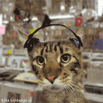 rockingcat.gif