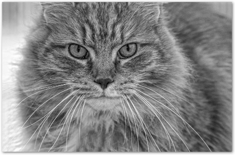BlackWhite01.jpg