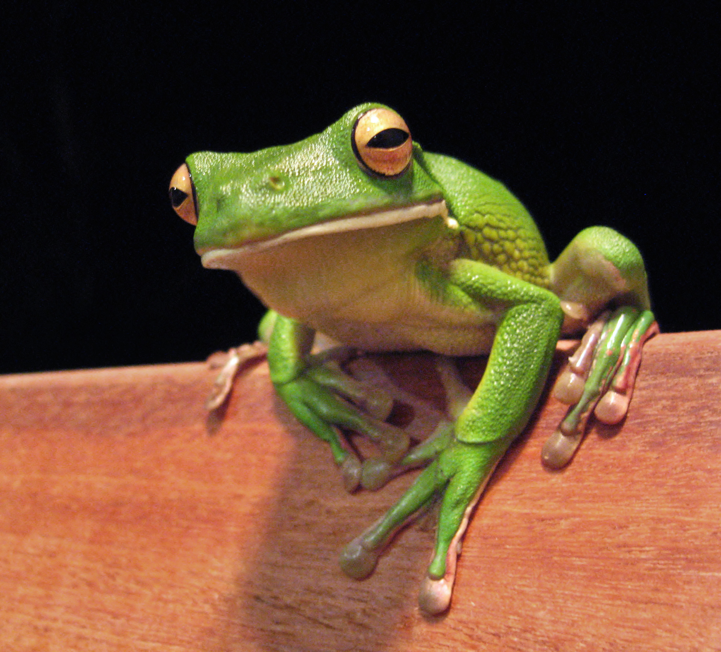 White_lipped_tree_frog_cairns_jan_8_2006.jpg