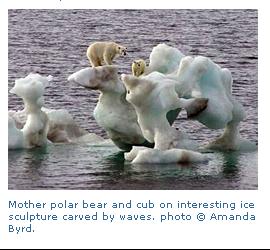 polarbeartruthcaption.jpg