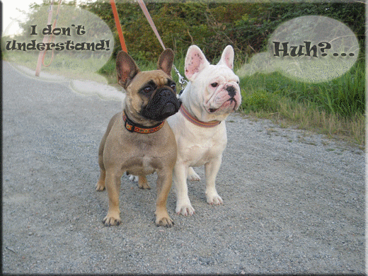 animated-dogs.gif