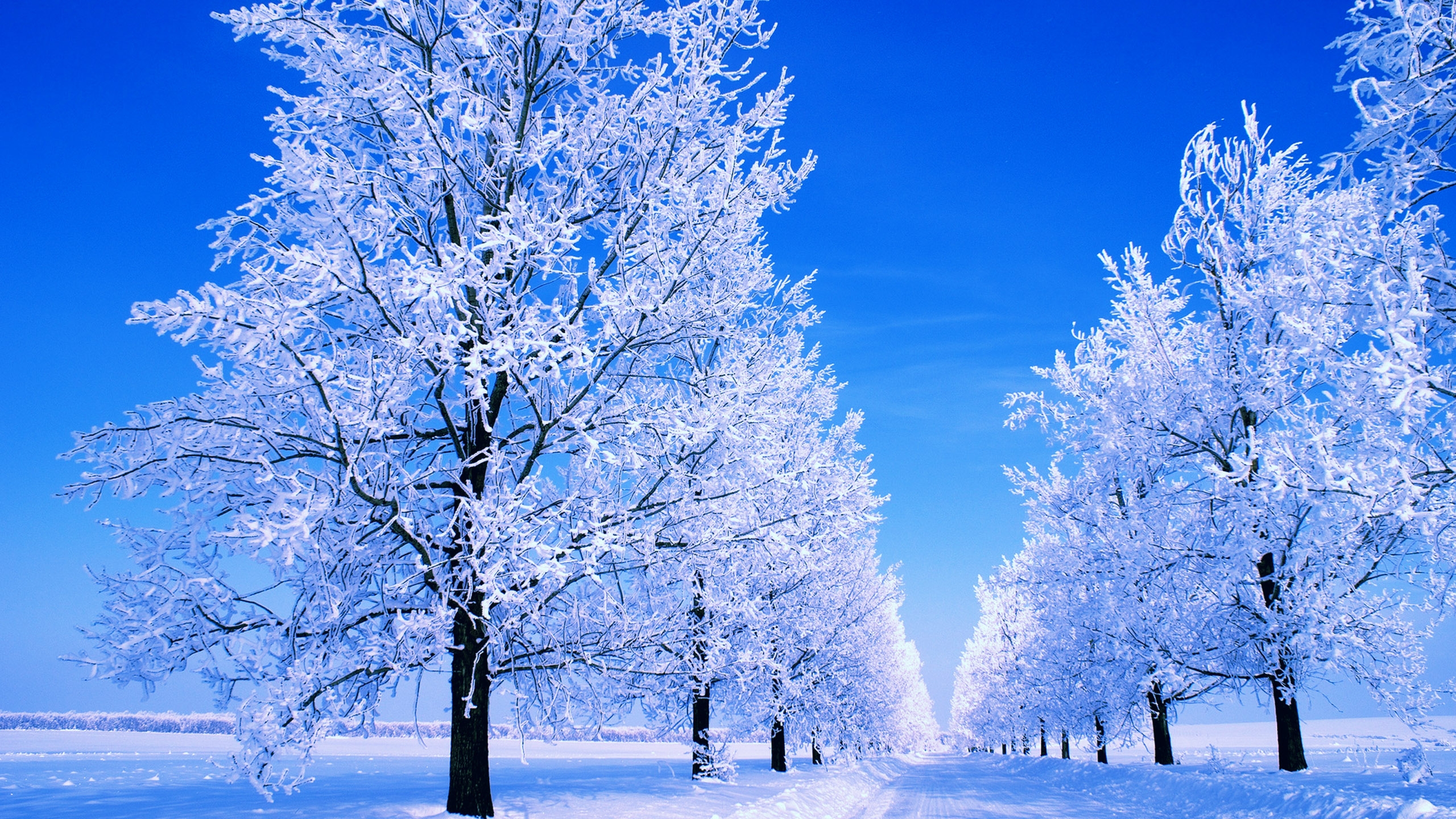 Winter_Icy_trees_and_winter_road_053976_.jpg