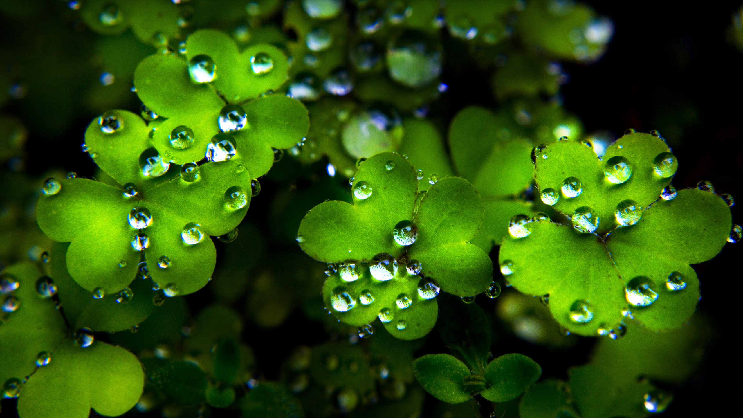 happy-st-patricks-day_102156.jpg