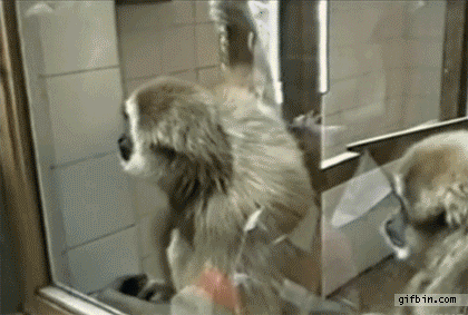 1340728494_zoo_monkey_shows_ass_to_visitor.gif
